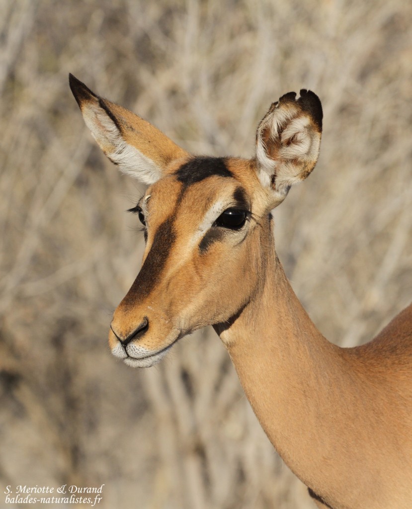 Impala à face noire, Etosha