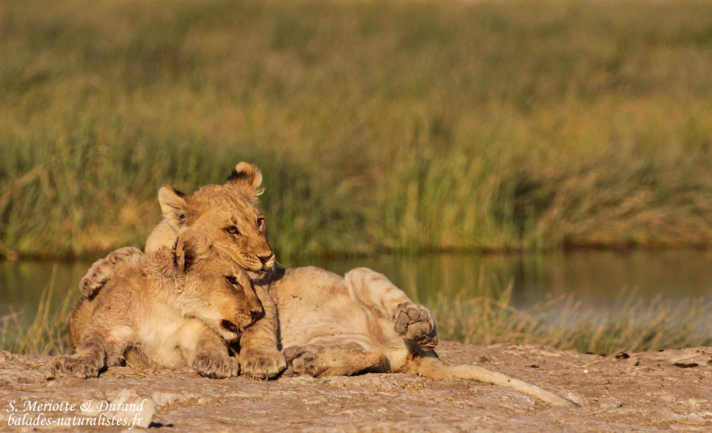 Lionceaux, Rietfontein, Etosha