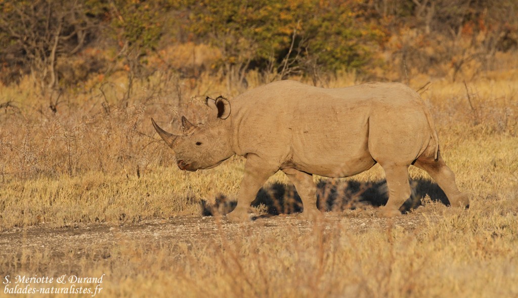 Rhinocéros noir, Etohsa