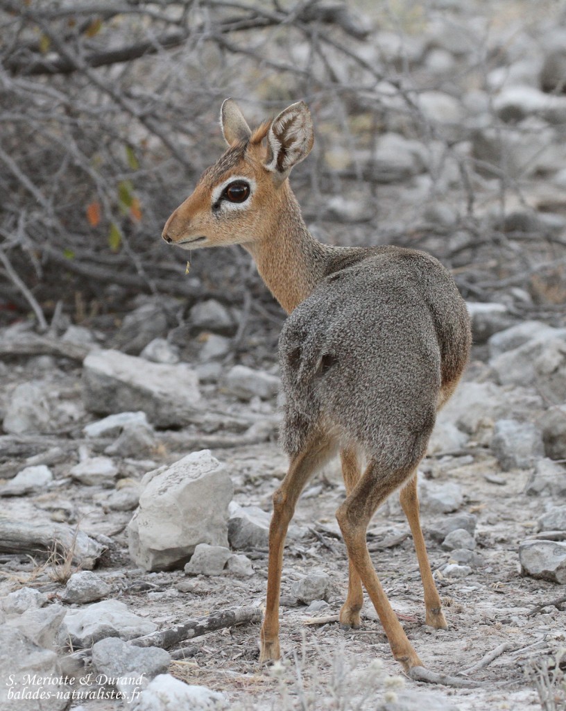 Dik-Dik près de Namutoni, Etosha