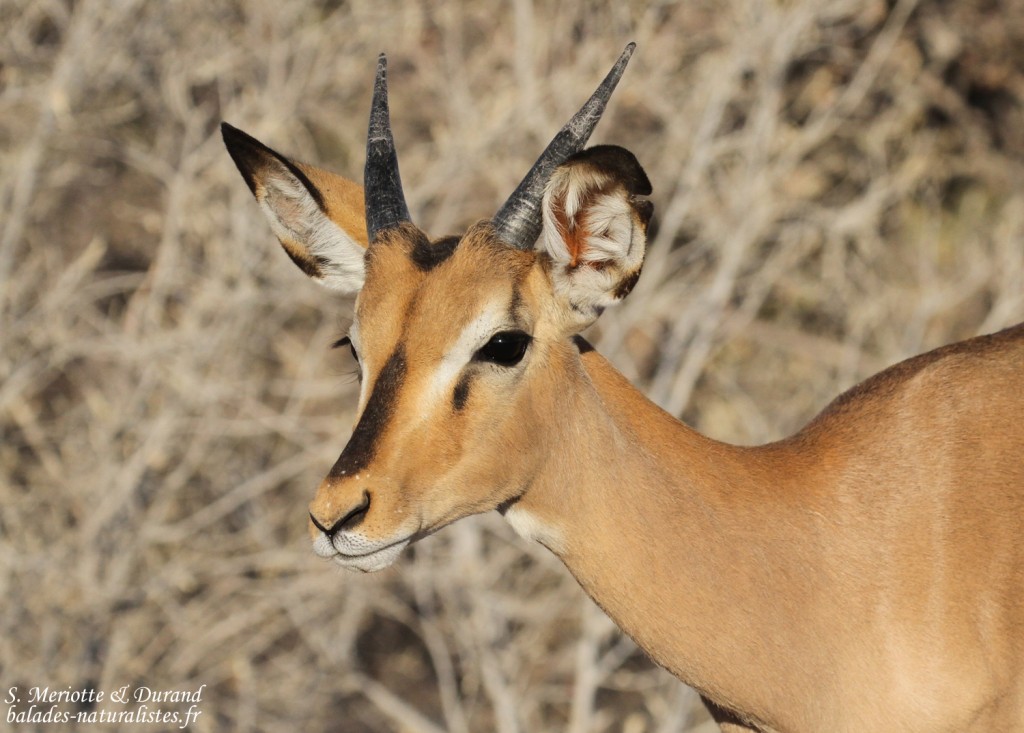 Impala à face noire, Etosha