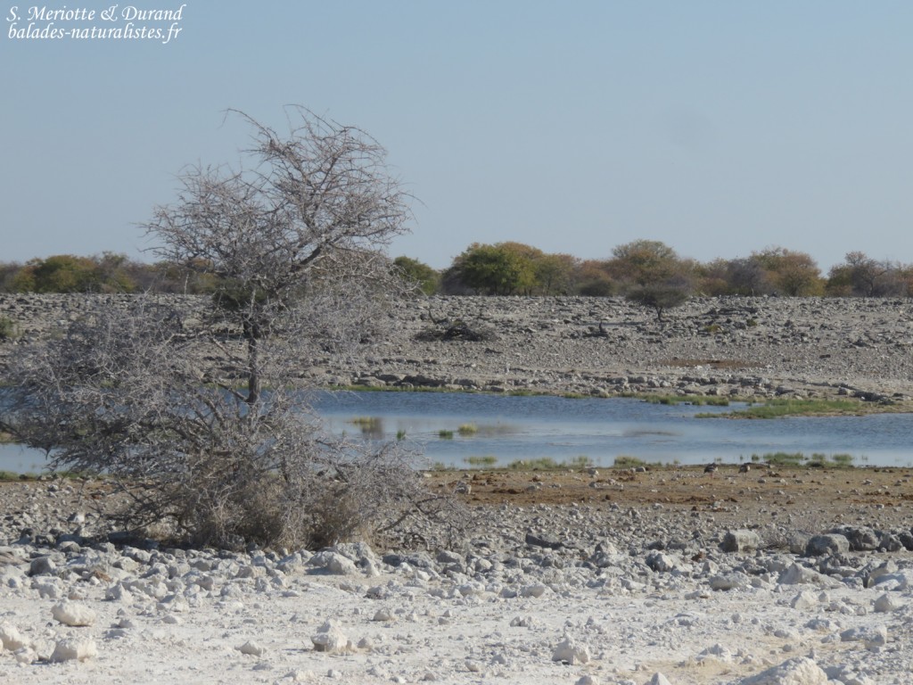 Homob, Etosha