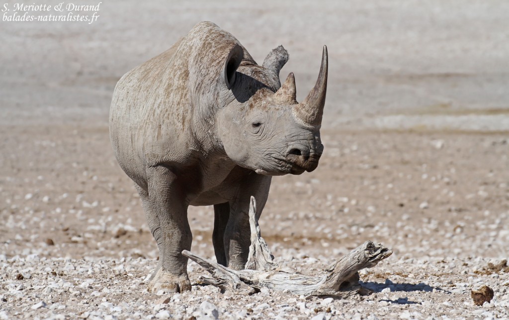 Rhinocéros noir, Nebrowni Etosha