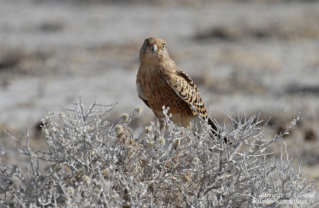Faucon à iris blanc, Etosha