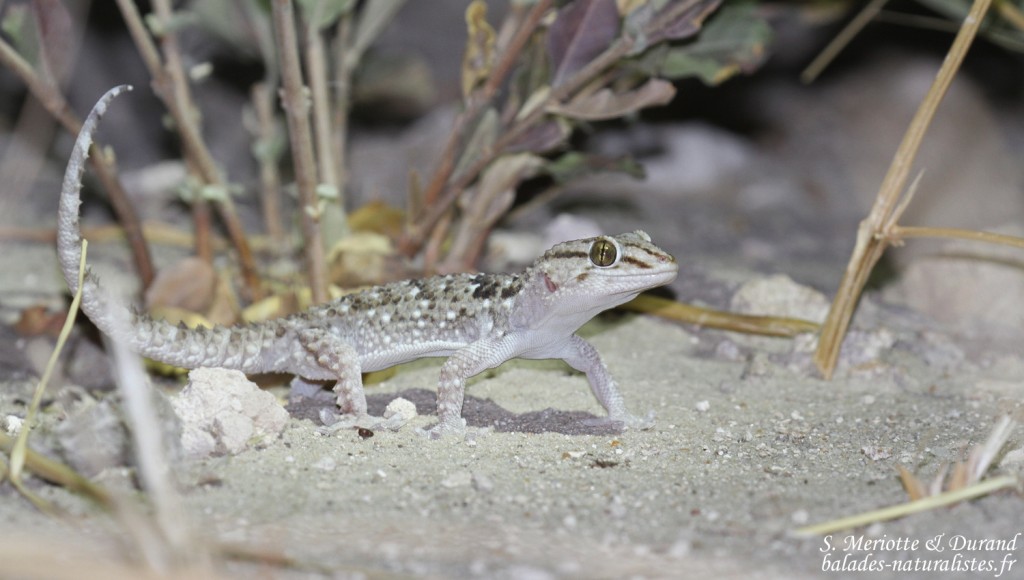 Gecko ... ? Namutoni, Etosha