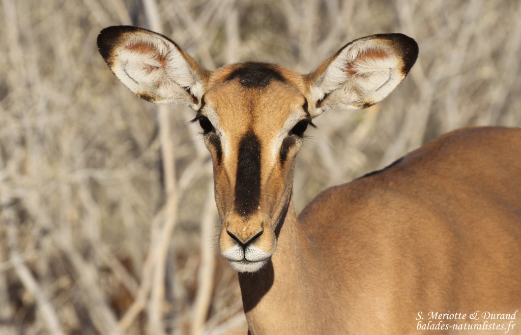 Impala à face noire, Etosha