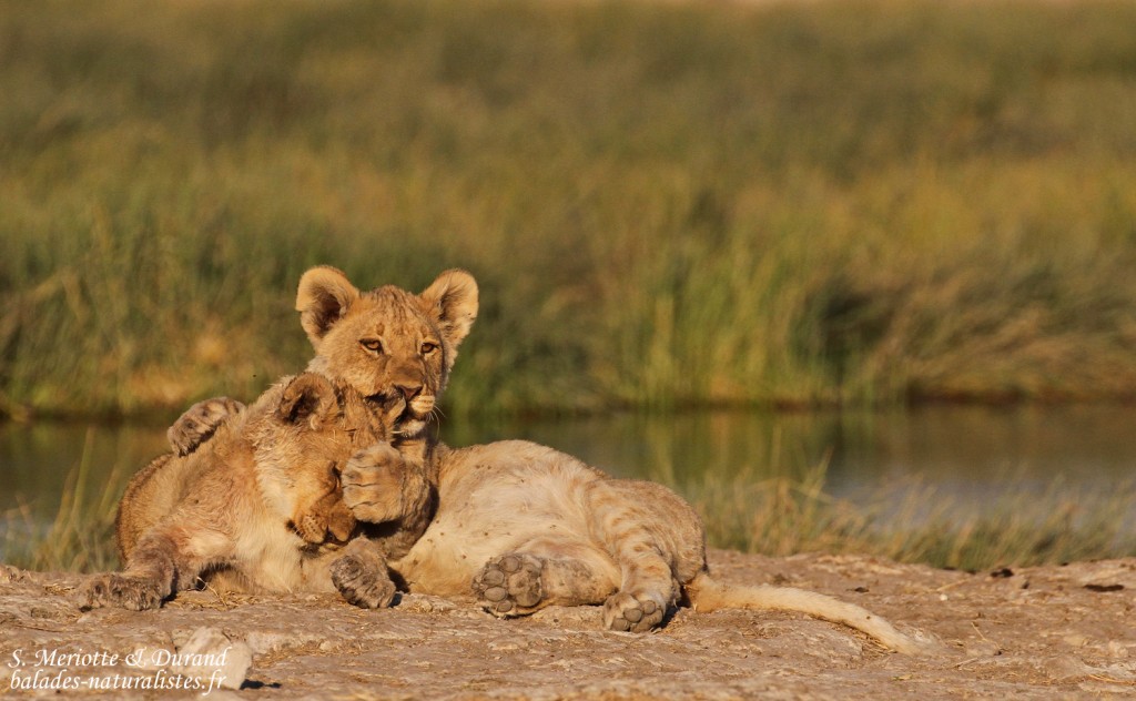 Lionceaux, Rietfontein, Etosha