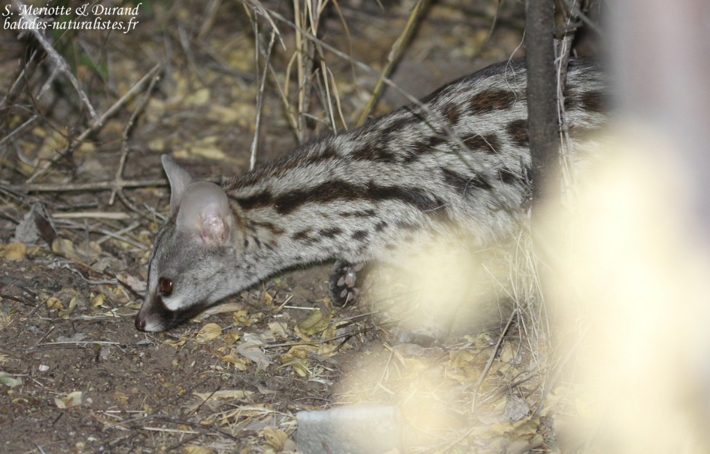Genette d'Afrique, Namutoni, Etosha