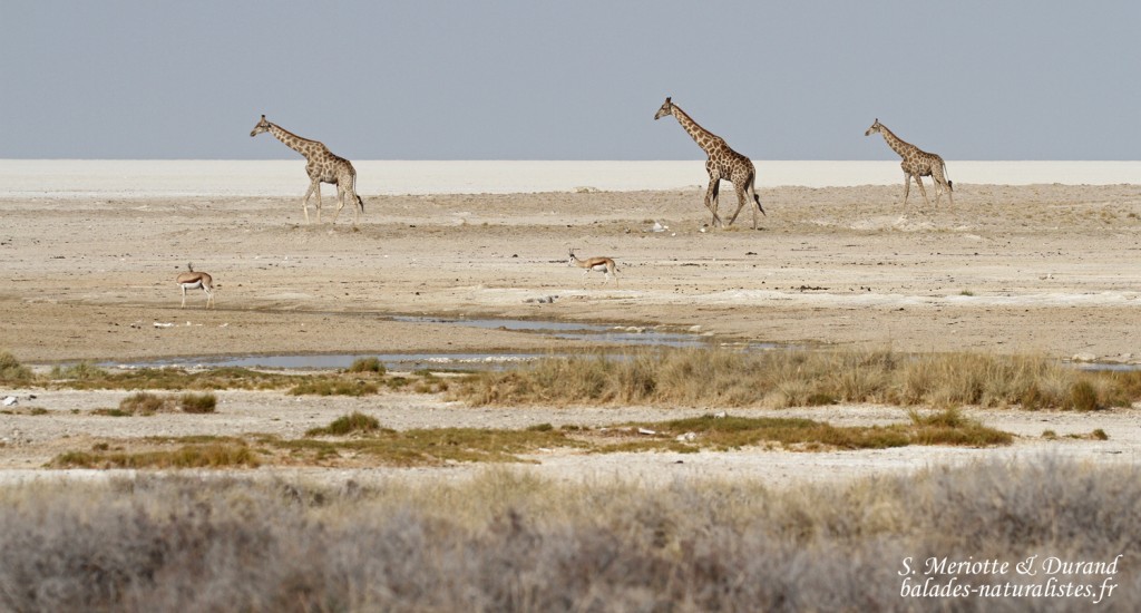 Girafes, Okondeka, Etosha