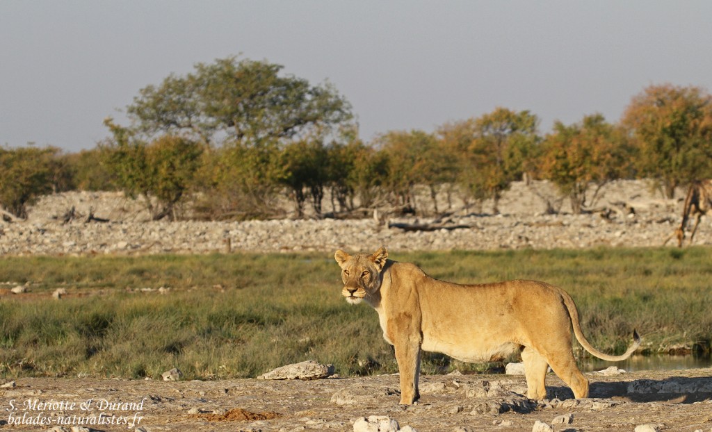 Lionne, Rietfontein, Etosha