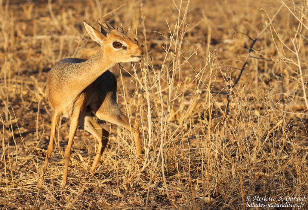 Dik dik de Damara, Etosha