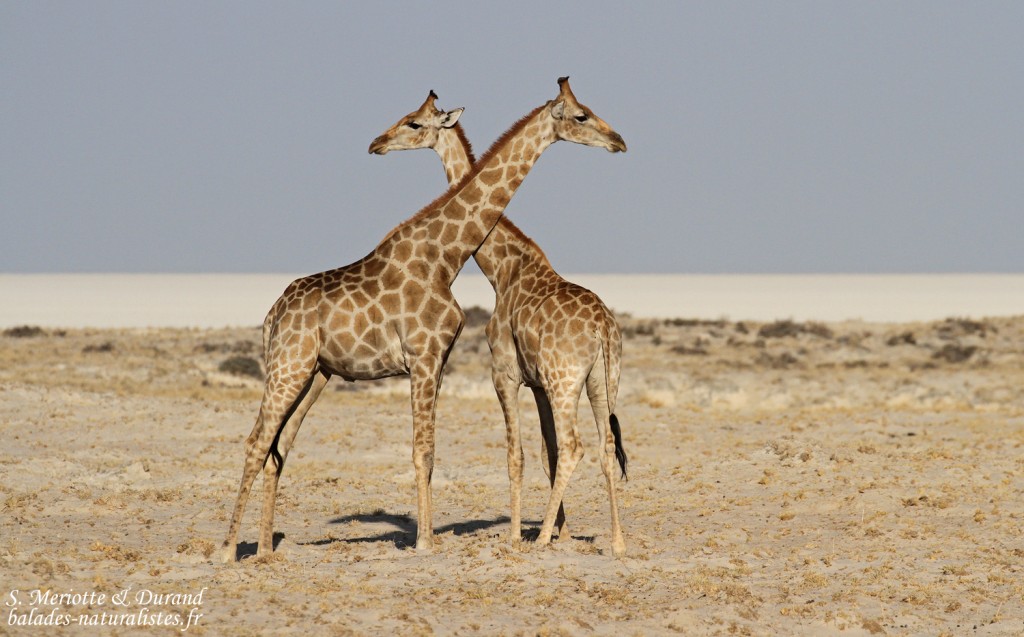 Girafes, Okondeka, Etosha