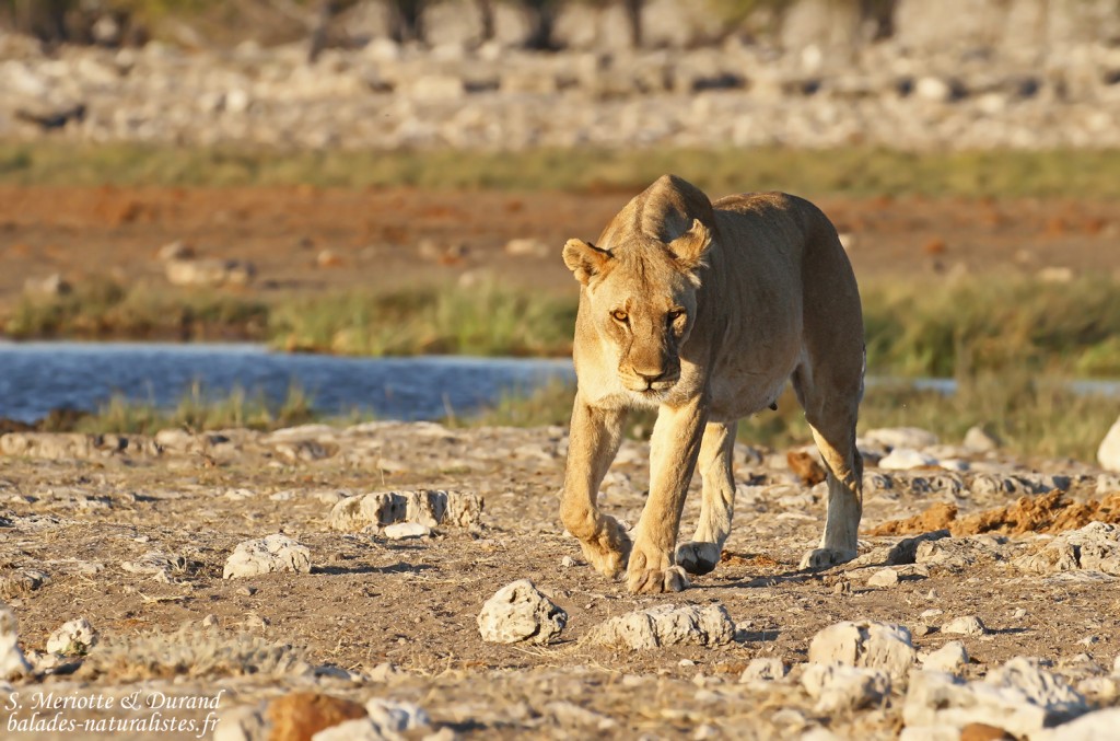 Lionne, Rietfontein, Etosha