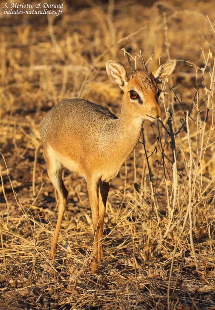 Dik dik de Damara, Etosha