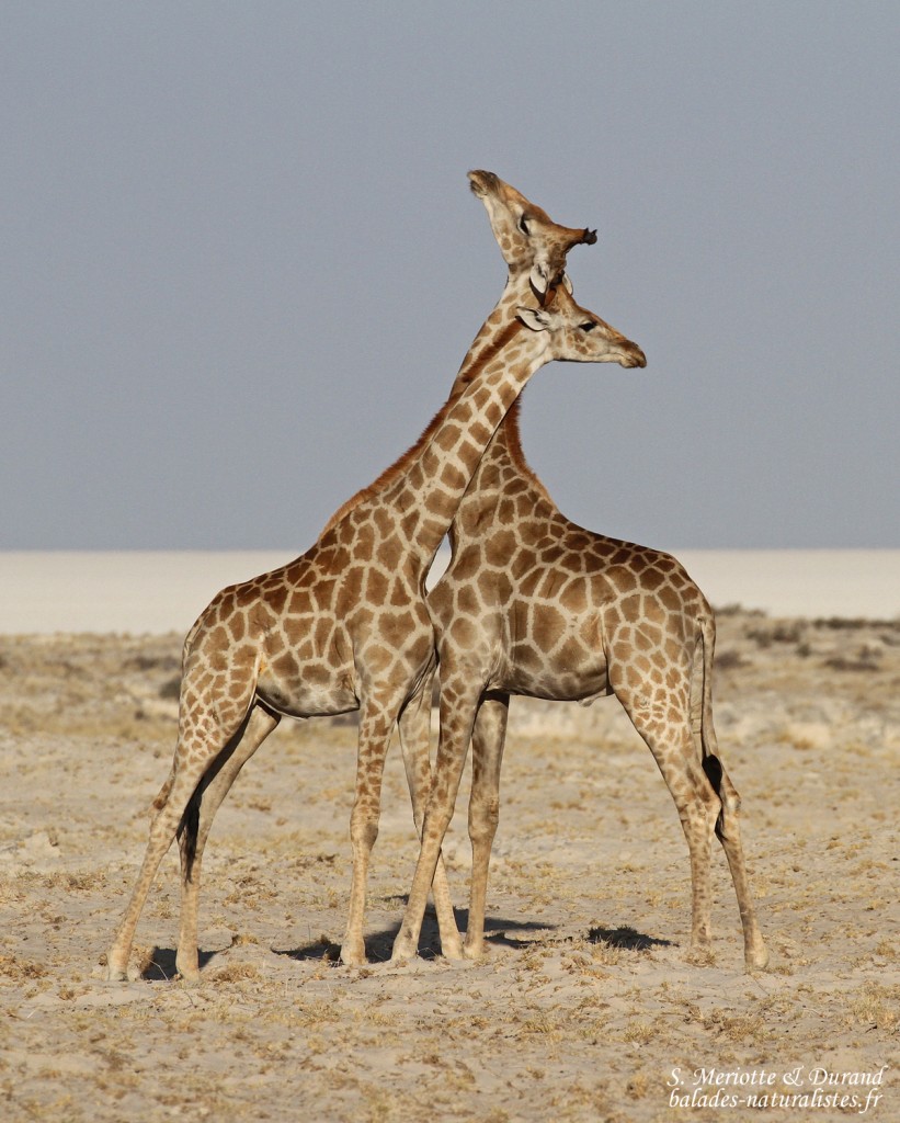 Girafes, Okondeka, Etosha
