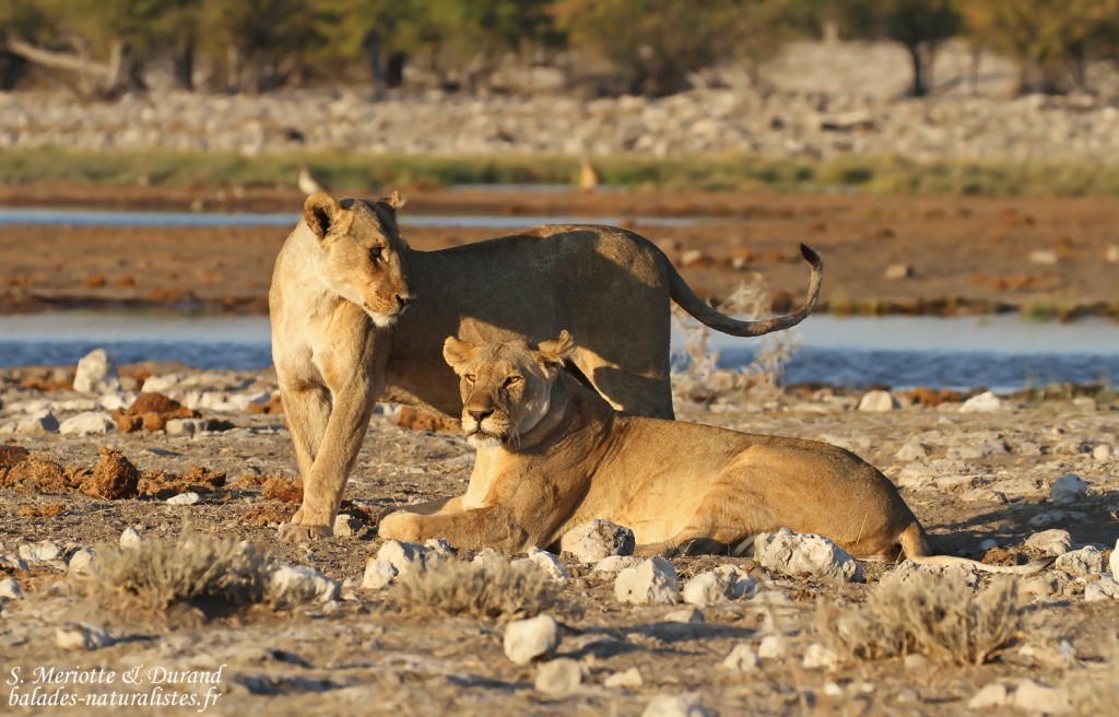 Lionnes, Rietfontein, Etosha