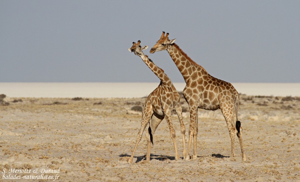 Girafes, Okondeka, Etosha