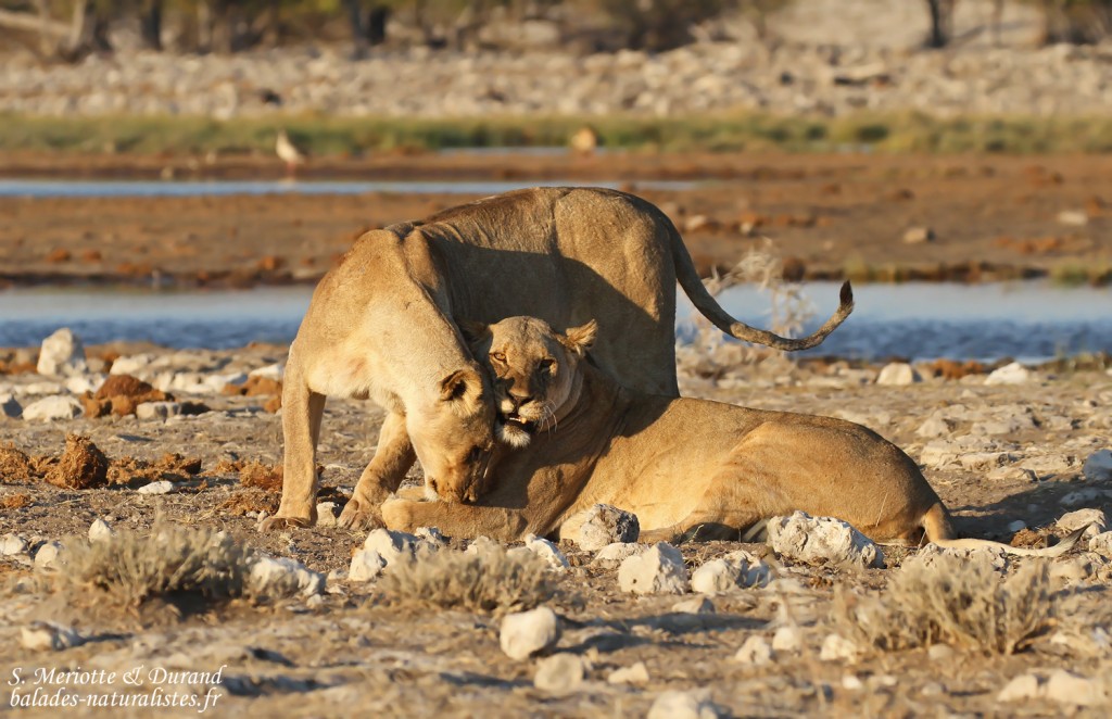Lionnes, Rietfontein, Etosha