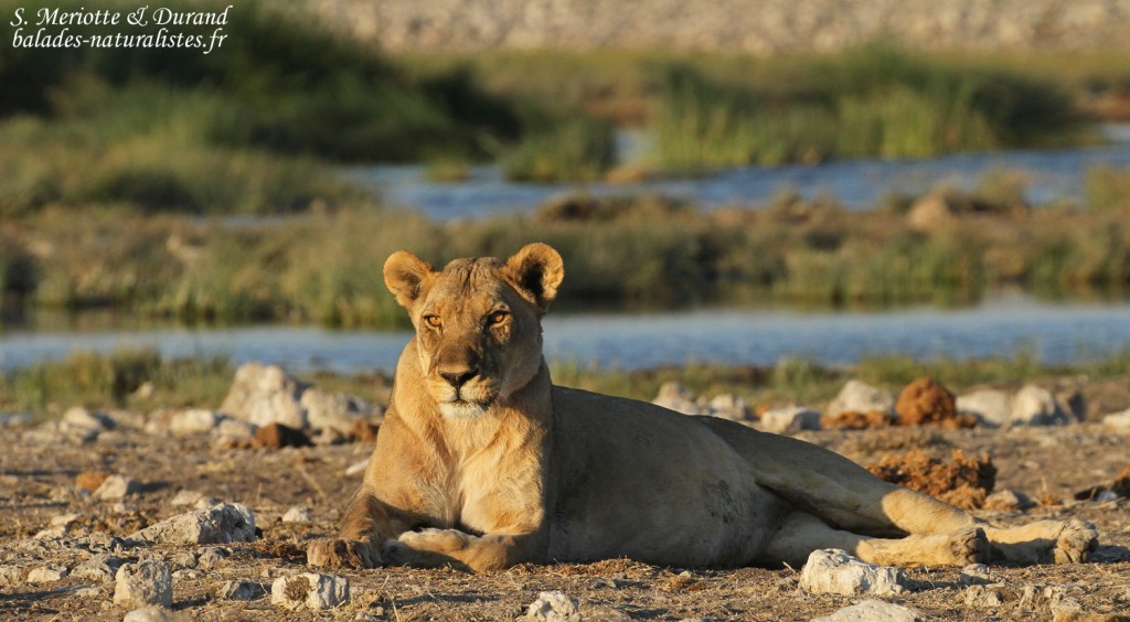 Lionne, Rietfontein, Etosha