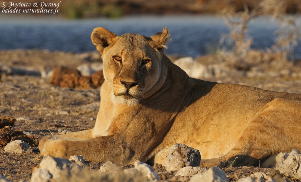 Lionne, Rietfontein, Etosha