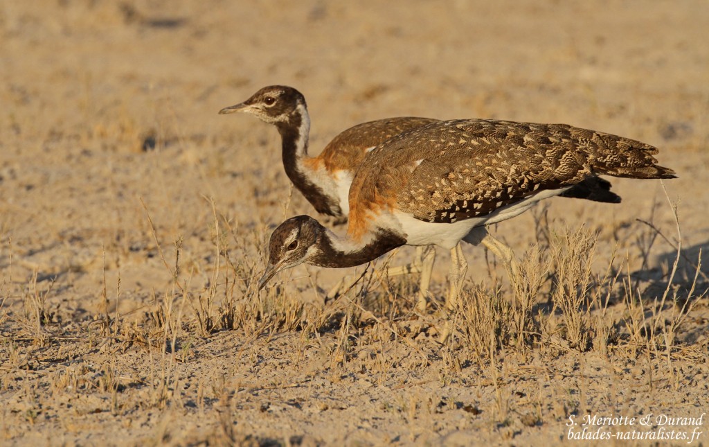 Outarde de Ludwig, Wolfsnes, Etosha