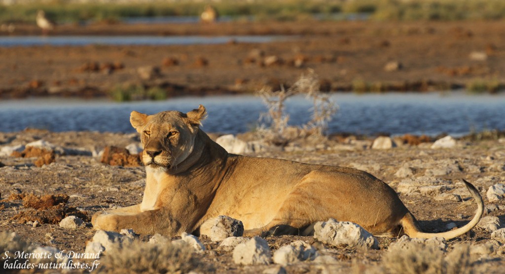 Lionne, Rietfontein, Etosha