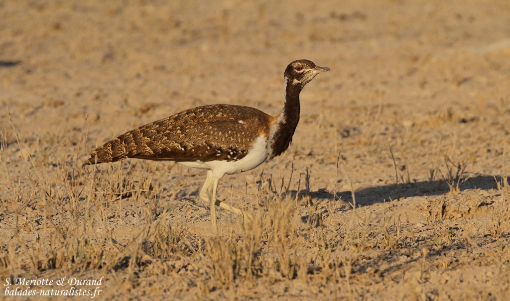 Outarde de Ludwig, Wolfsnes, Etosha