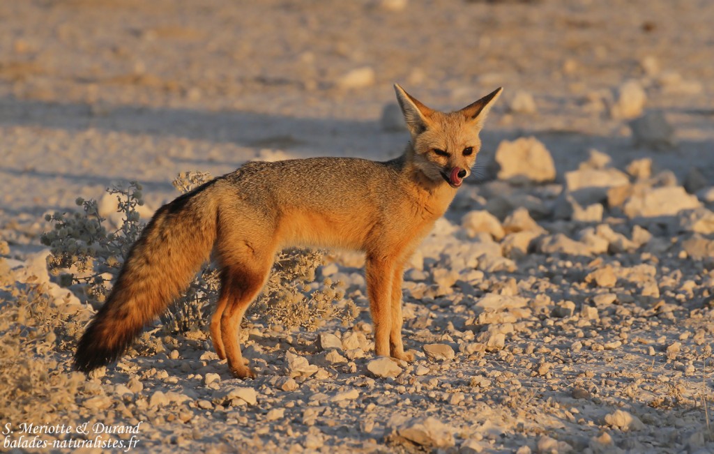 Renard du Cap, Wolfsnes, Etosha