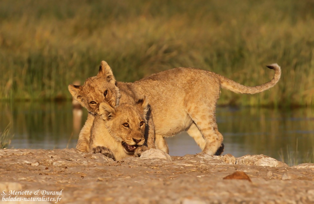 Lionceaux, Rietfontein, Etosha