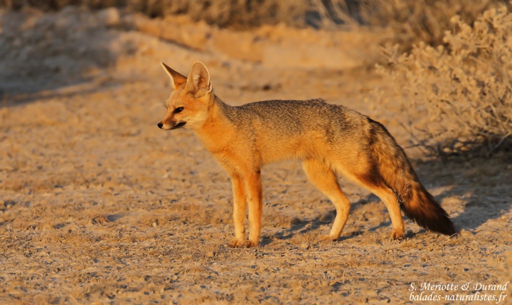 Renard du Cap, Wolfsnes, Etosha