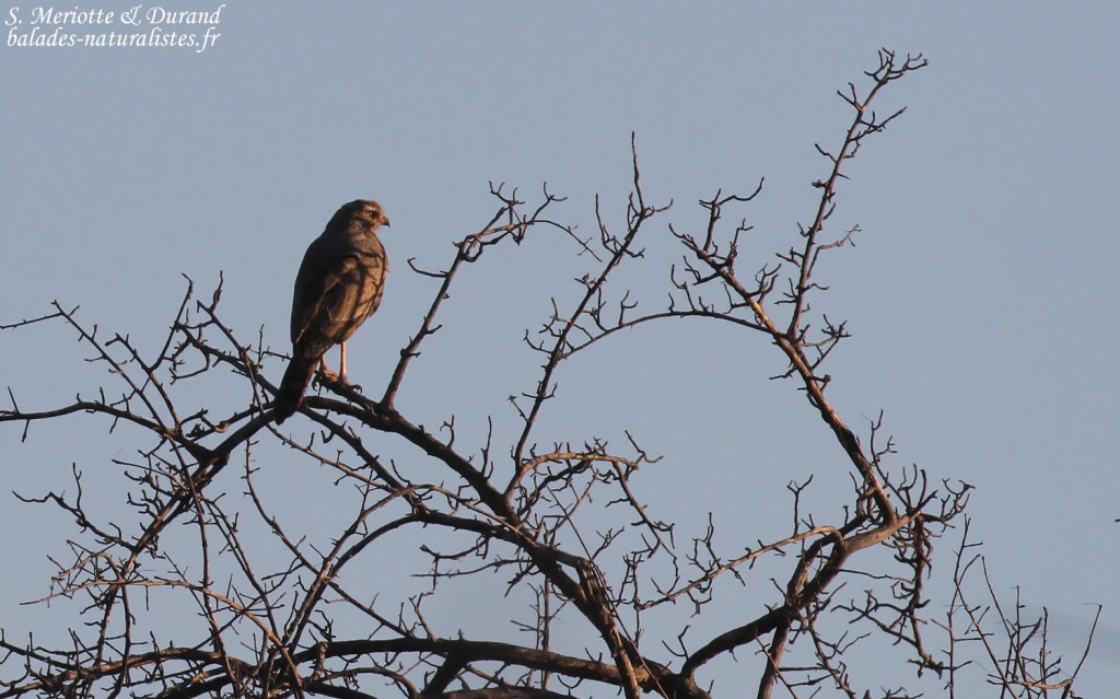 Autour sombre, Etosha