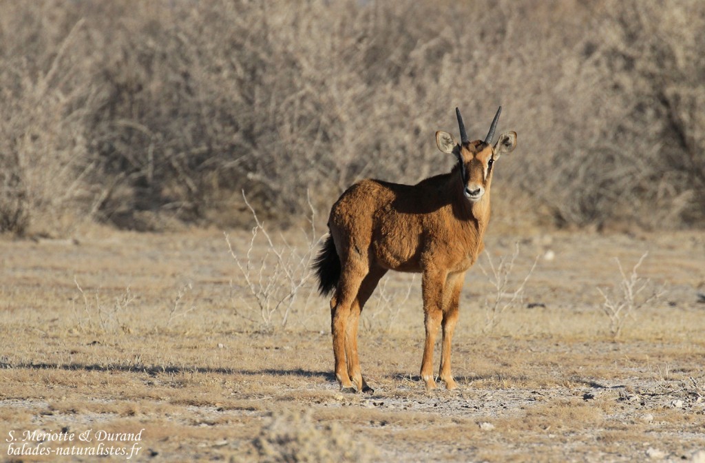 Jeune oryx, Etosha