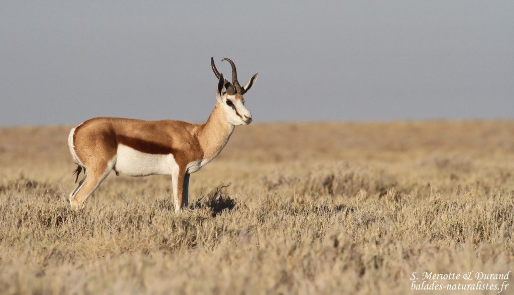 Springbok, Etosha