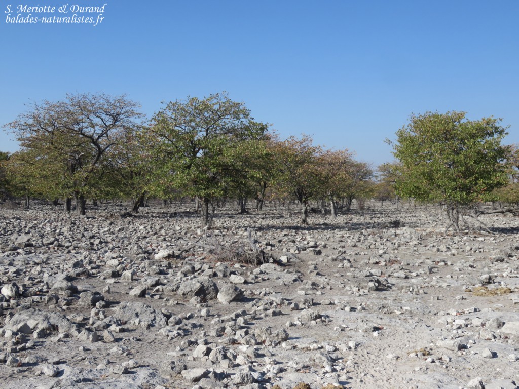 Paysages d'Etosha