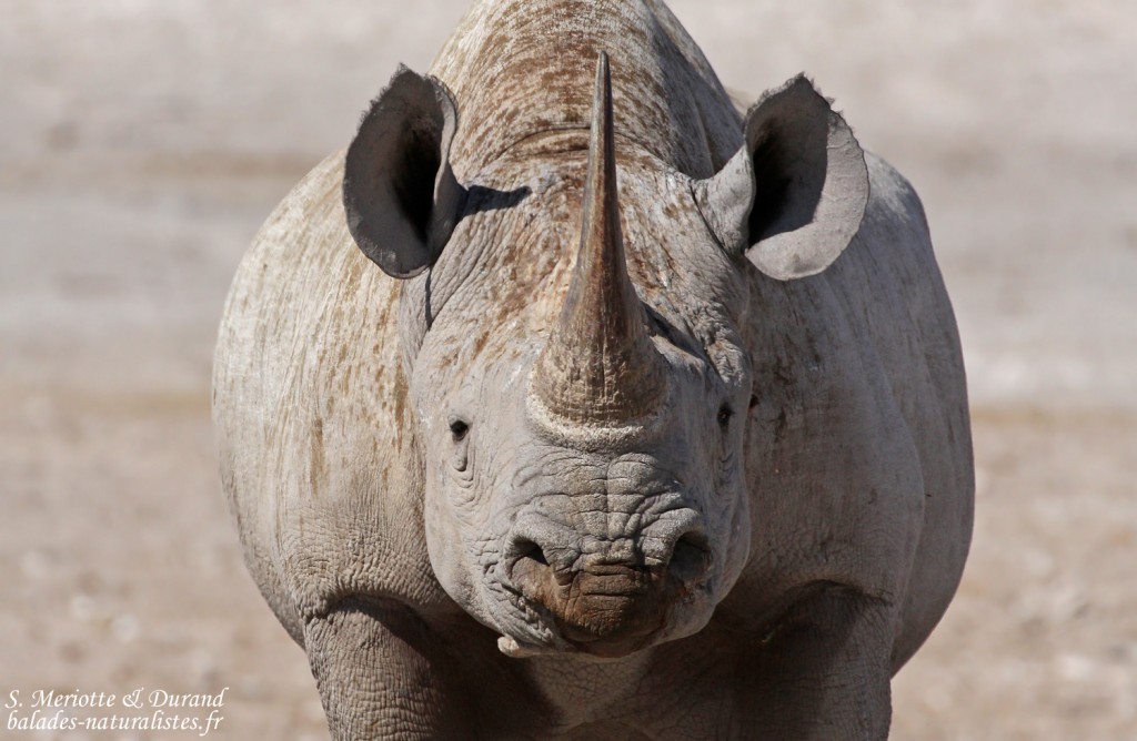 Rhinocéros noir, Nebrowni Etosha