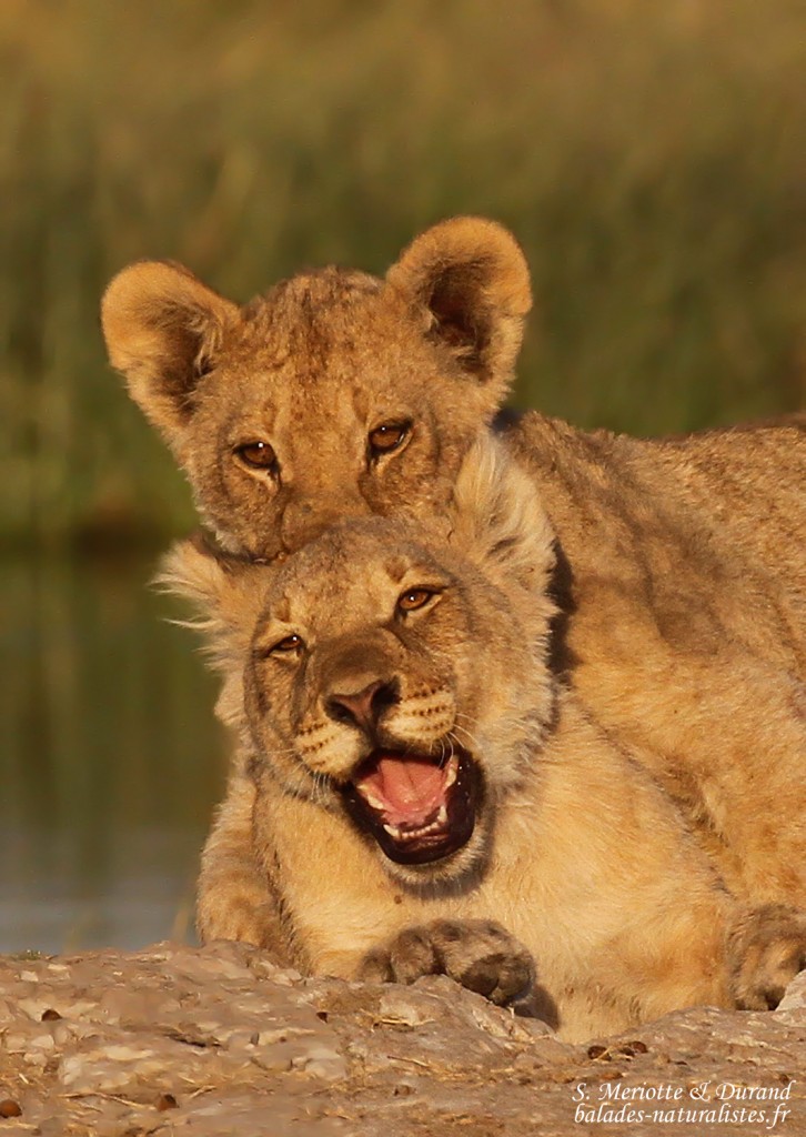 Lionceaux, Rietfontein, Etosha