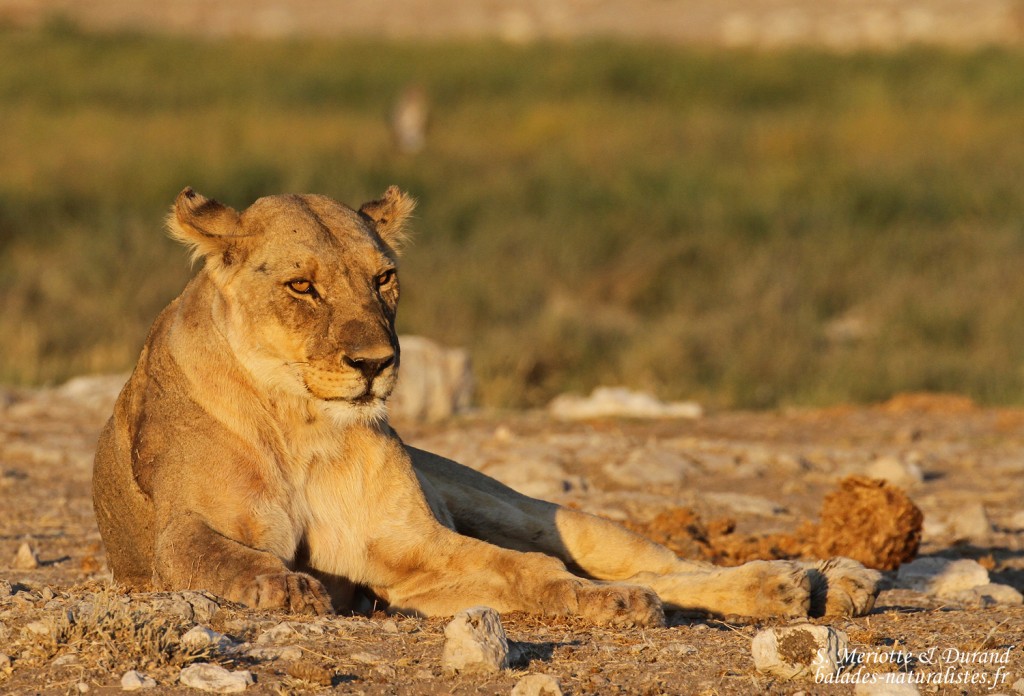 Lionne, Rietfontein, Etosha
