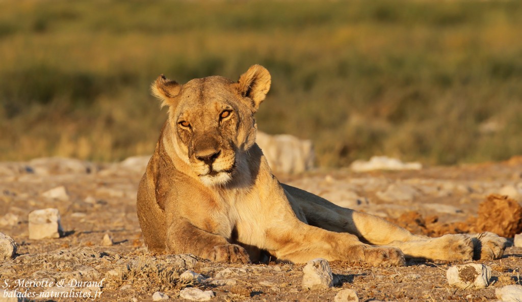 Lionne, Rietfontein, Etosha