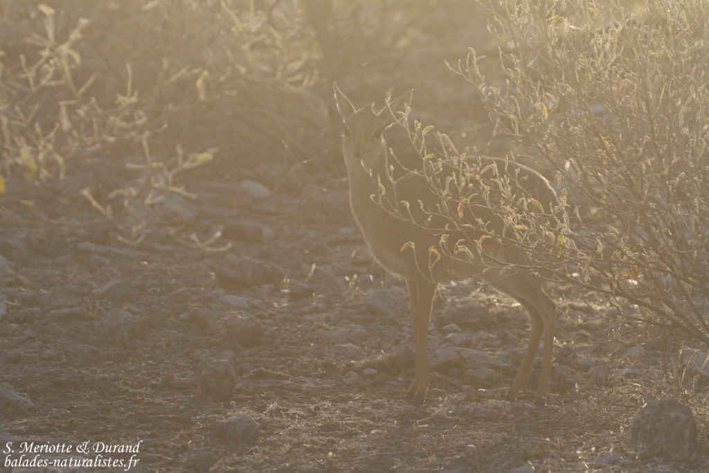 Dik dik de Damara, Etosha