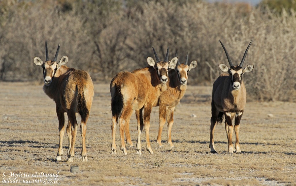Jeunes oryx, Etosha