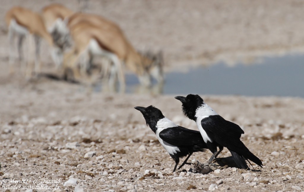 Corbeau pie, Nebrowni Etosha