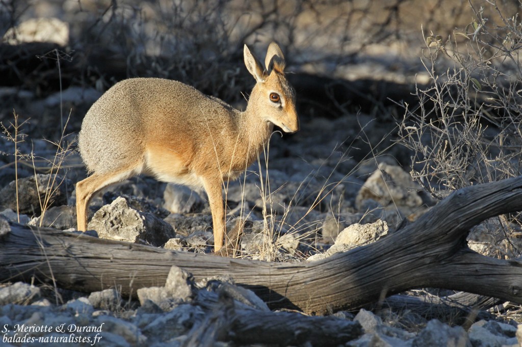 Dik dik de Damara, Etosha
