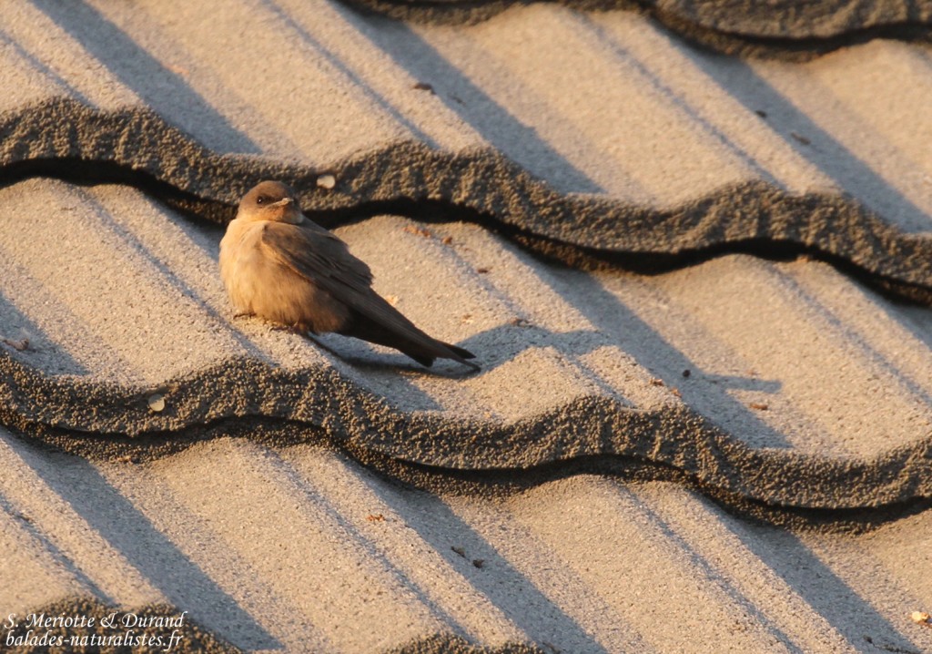 Hirondelle isabelline, Okaukuejo, Etosha