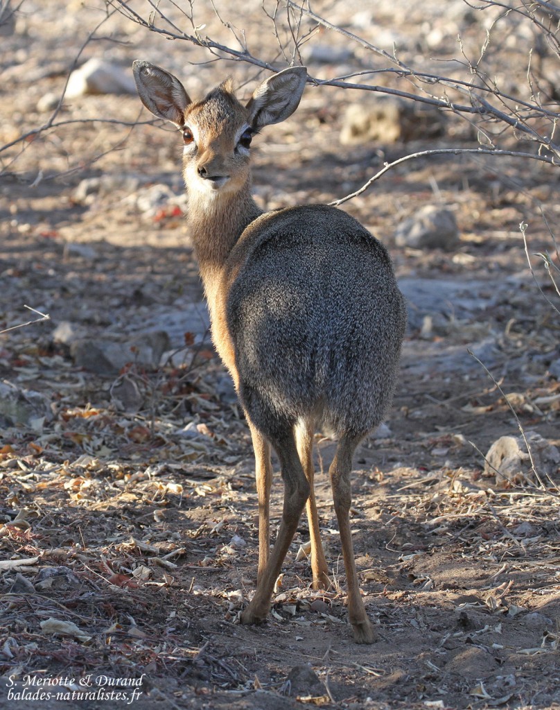 Dik dik de Damara, Etosha