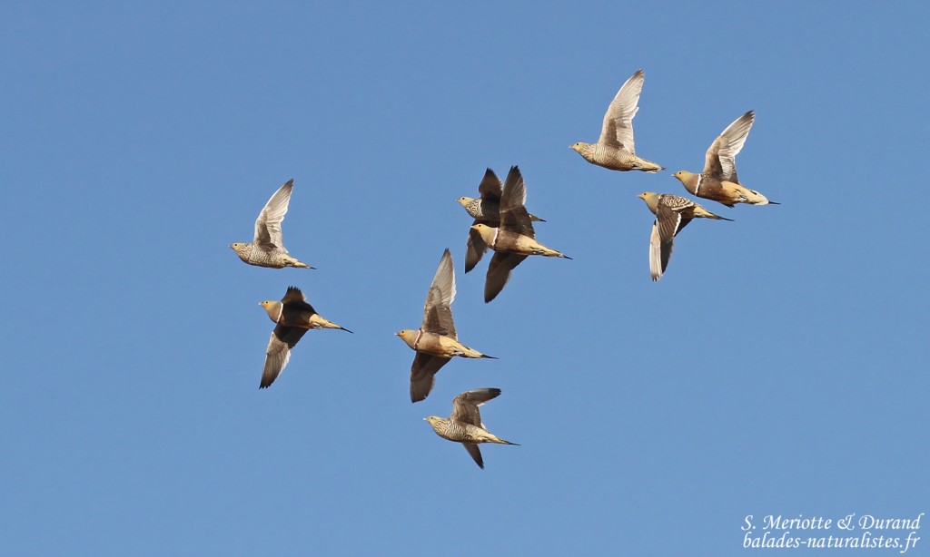 Ganga namaqua, Ozonjuitji m'Bari, Etosha