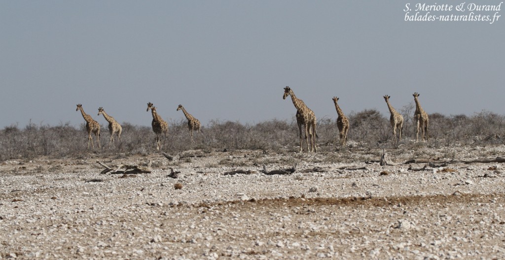 Girafes, Nebrowni Etosha