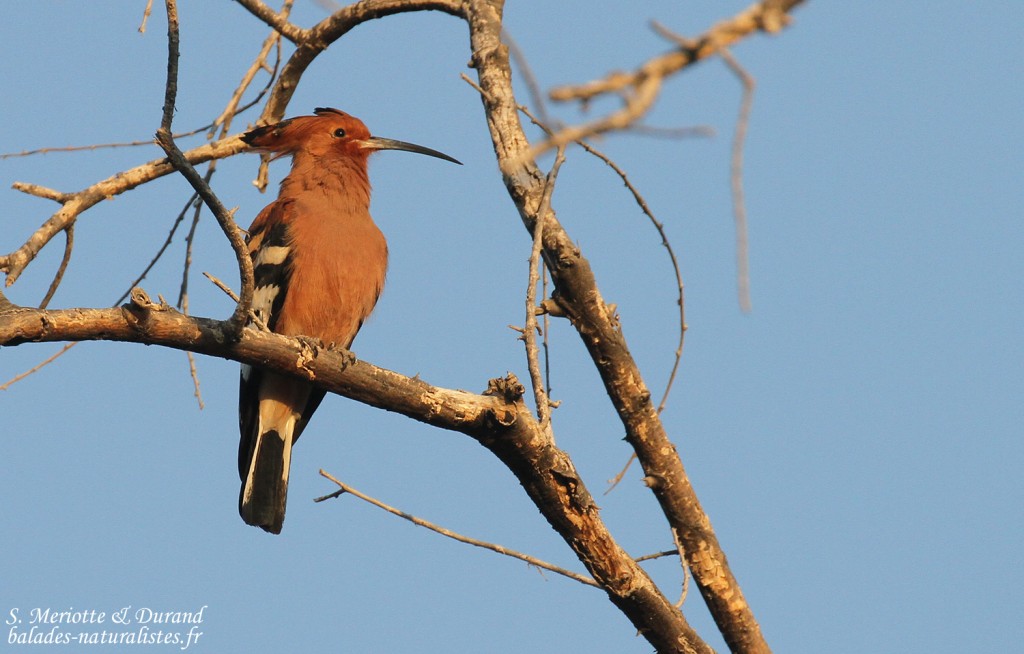 Huppe africaine, Okaukuejo, Etosha