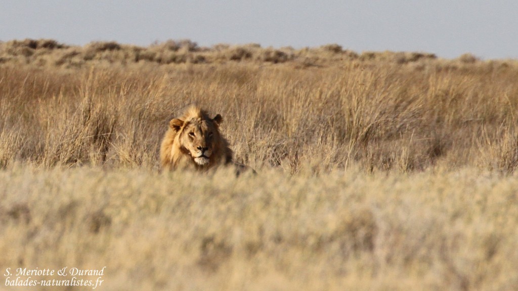 Lion, Etosha