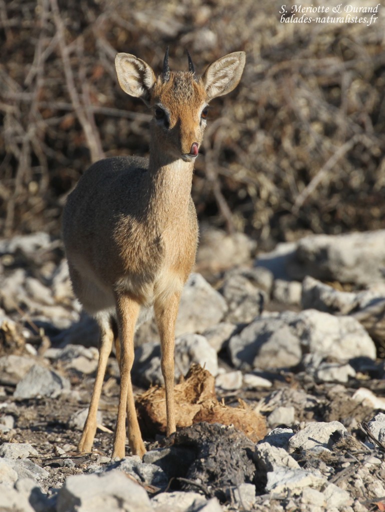 Dik dik de Damara, Etosha
