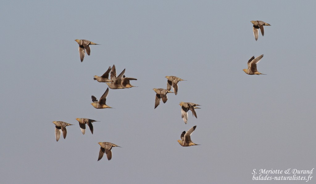 Ganga namaqua, Ozonjuitji m'Bari, Etosha
